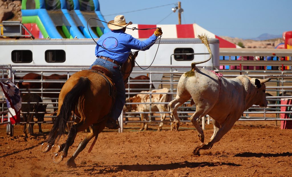 texas, rodeo, cattle ranch, lasso