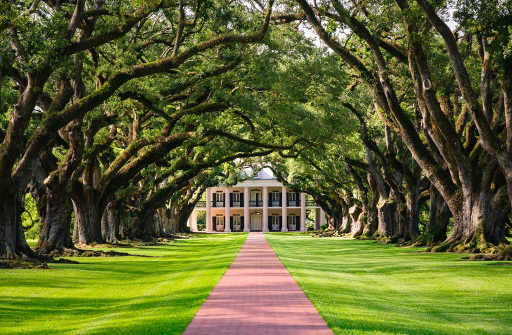 Neighborhoods of New Orleans, Plantation, Hollygrove, trees