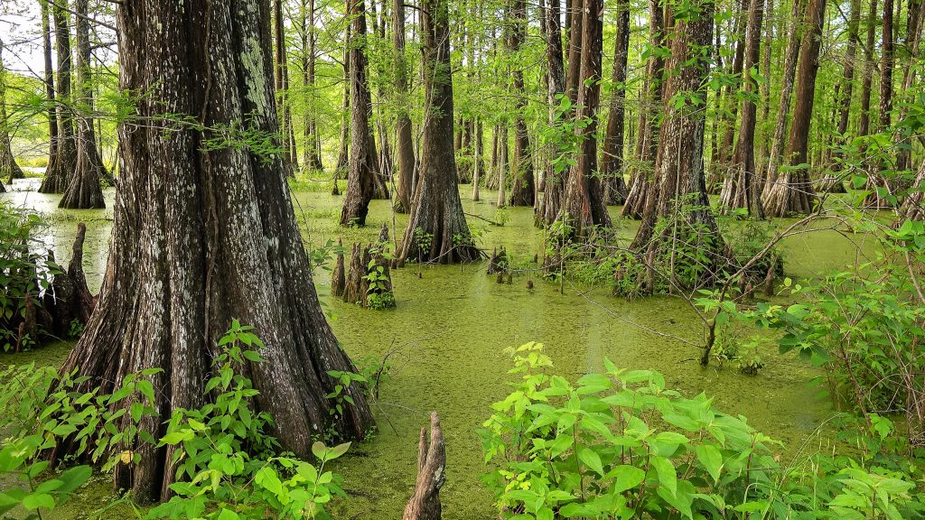 Neighborhoods of New Orleans, swamp, bayou, trees
