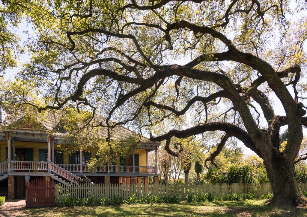 Neighborhoods of New Orleans, colorful home, plantation, big trees