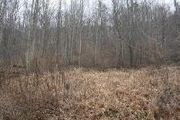 19.25 Ac Sand Fork Rd.