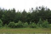 36+/- Acres Hwy. 77