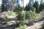 20 Acres Off Bird Flat Rd.