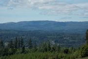 Thimbleberry